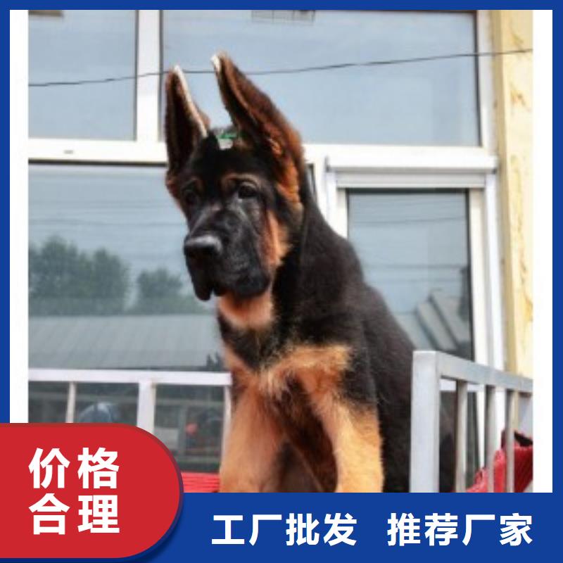 德国牧羊犬杜宾犬多行业适用