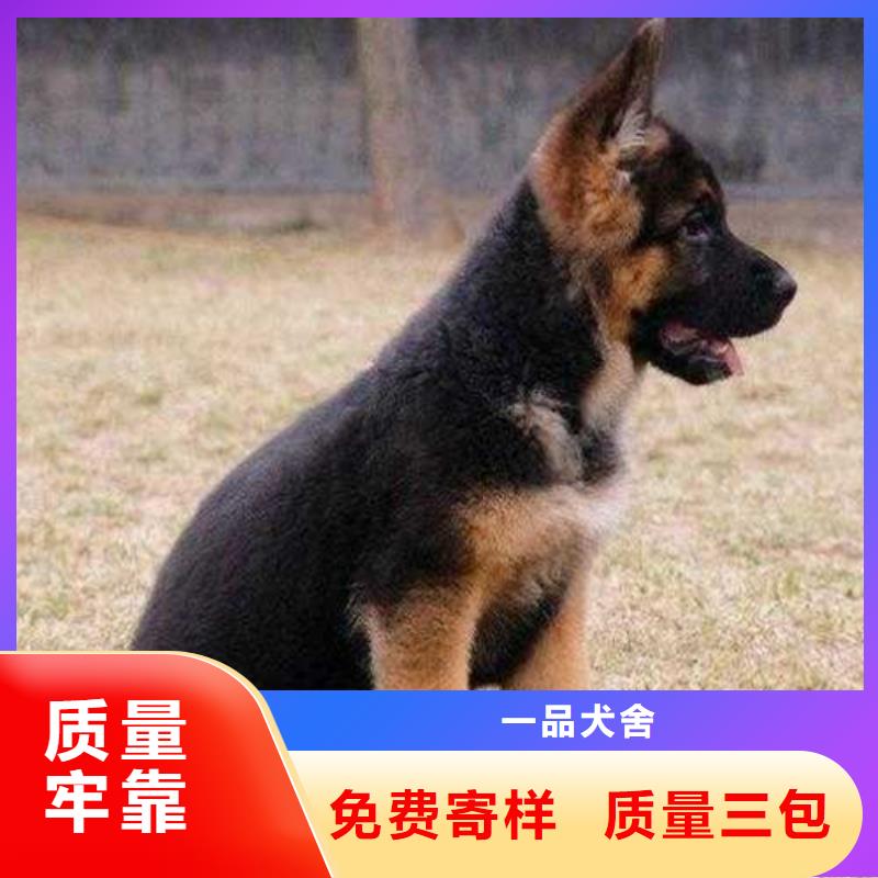 德国牧羊犬,比特犬库存齐全厂家直供