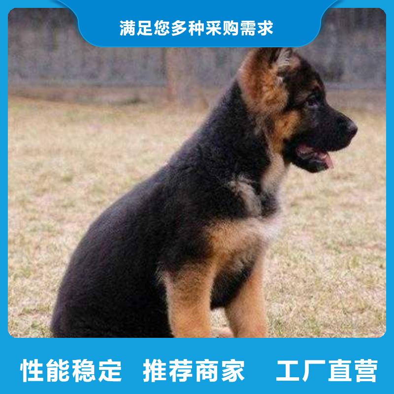 德国牧羊犬_杜宾犬专业生产品质保证