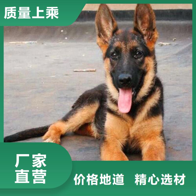 【德国牧羊犬】拉布拉多犬源头厂源头货