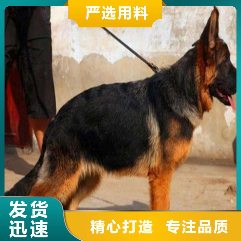 德国牧羊犬_卡斯罗犬诚信可靠