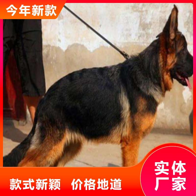 德国牧羊犬,比特犬库存齐全厂家直供