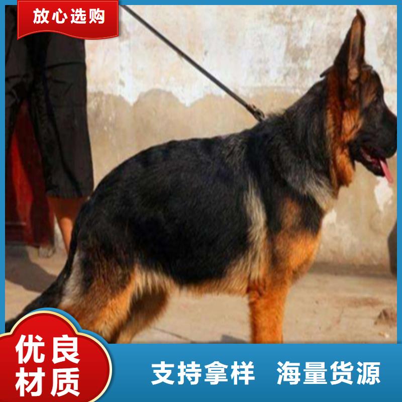 德国牧羊犬比特犬敢与同行比服务