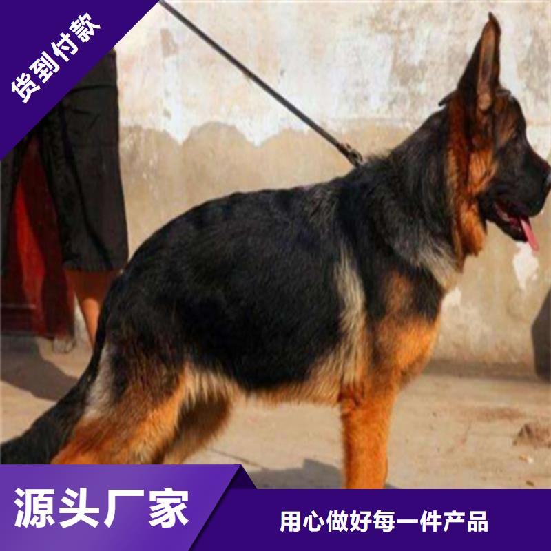 【德国牧羊犬】拉布拉多犬源头厂源头货