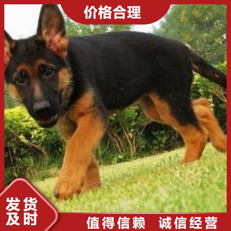 德国牧羊犬_杜宾犬现货交易