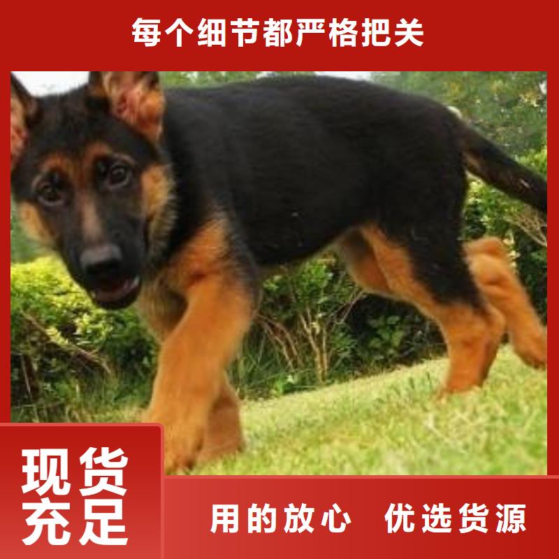 【德国牧羊犬罗威纳犬准时交付】