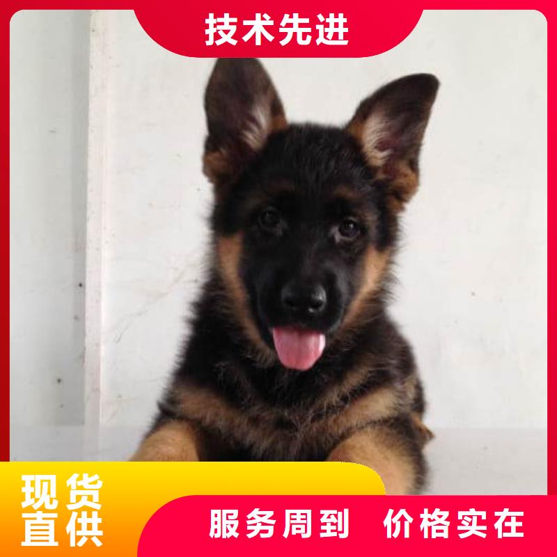 德国牧羊犬,德牧犬源头厂家供应