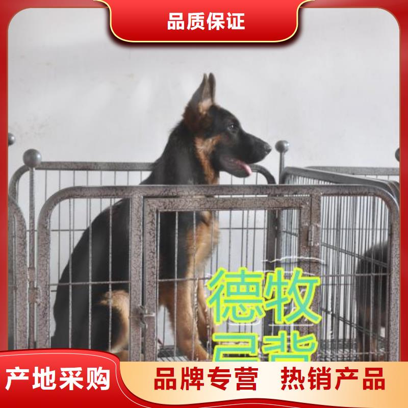 【德国牧羊犬】拉布拉多犬源头厂源头货