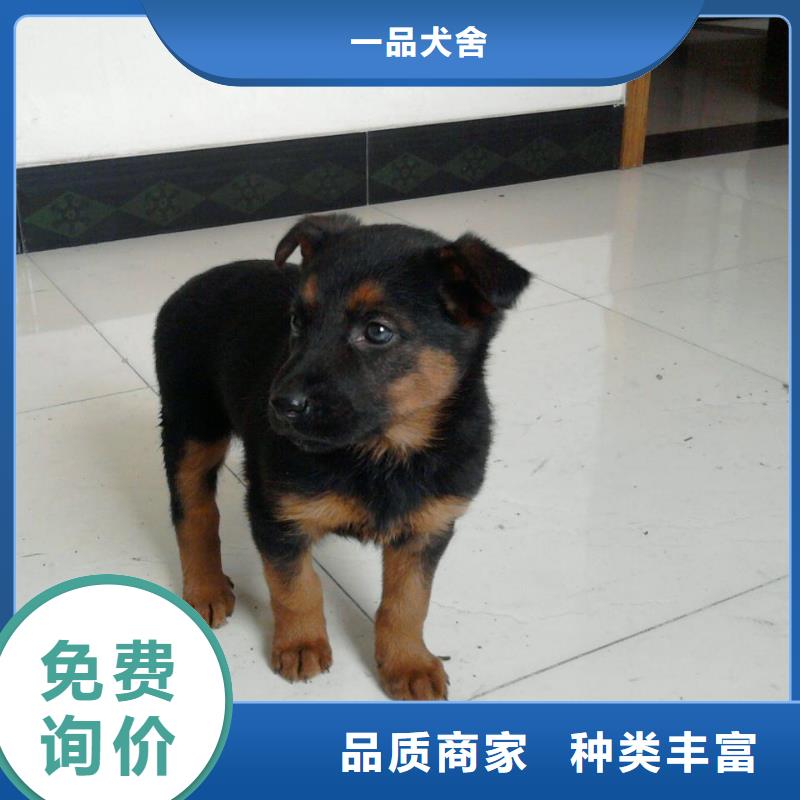 【德国牧羊犬】拉布拉多犬源头厂源头货