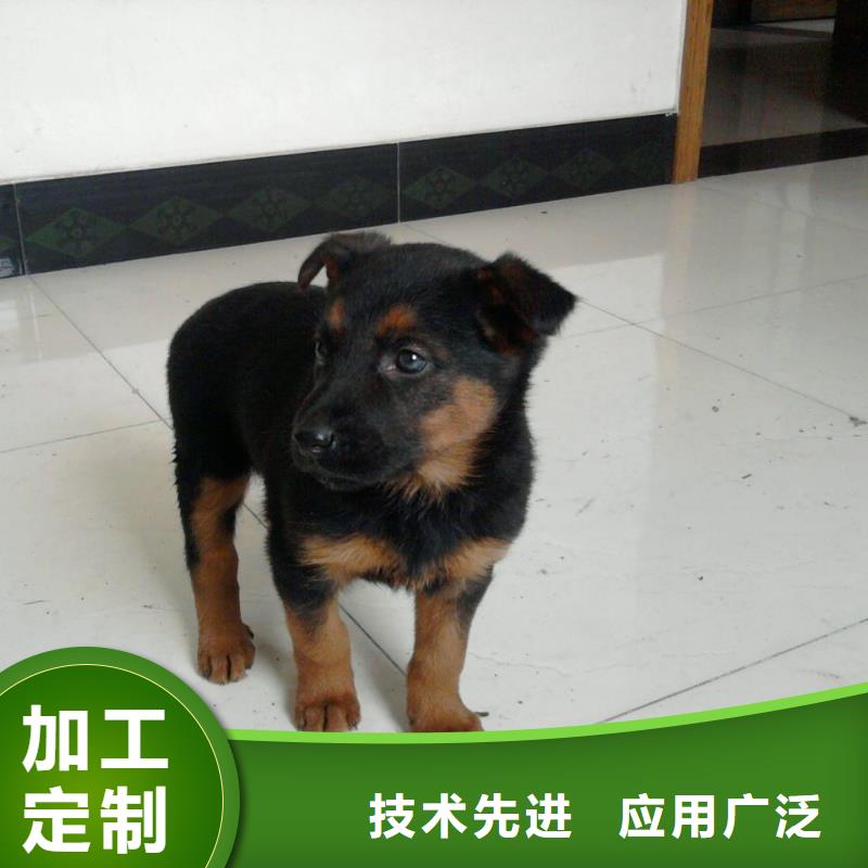 德国牧羊犬,比特犬库存齐全厂家直供