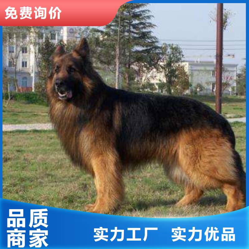 德国牧羊犬【杜高犬】源头厂家直销