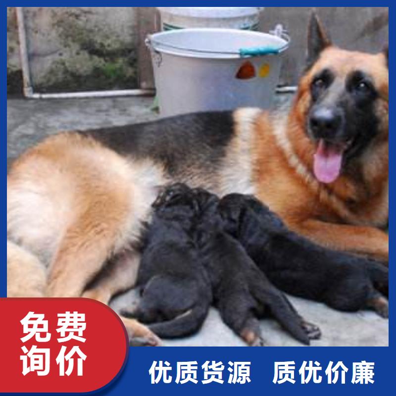 【德国牧羊犬】杜高犬厂家定制