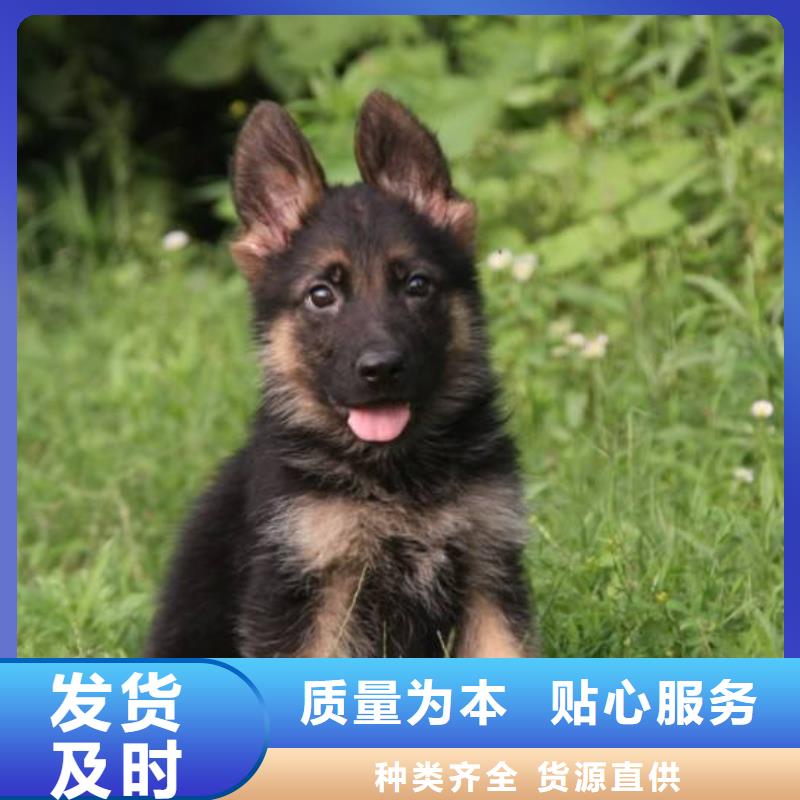 【德国牧羊犬】拉布拉多犬源头厂源头货