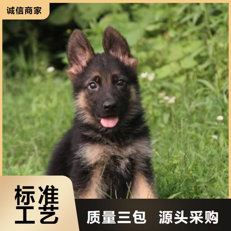 甄选好厂家[一品]德国牧羊犬【杜宾犬】老客户钟爱