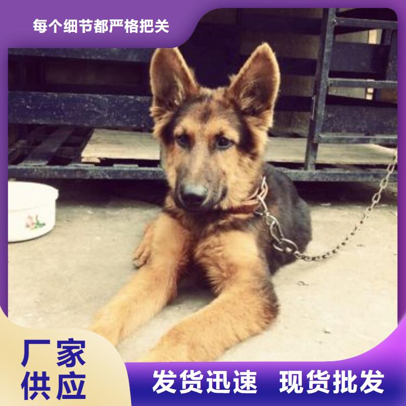 【德国牧羊犬】拉布拉多犬源头厂源头货